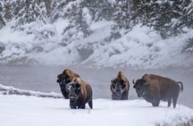  Yellowstone & Grand Teton National Parks Winter Tour: Small Group 4-Day Tour