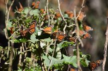 Butterfly Monarch Tour from Mexico City