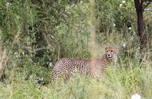 3-Day Serengeti NP & Ngorongoro Crater Safari