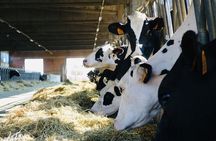 Slow Parma Food Experience Half Day Private Tour and Tasting