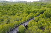 Mangrove Forest Hike and River Boat Ride with Private Guide from Hua Hin