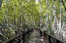 Mangrove Forest Hike and River Boat Ride with Private Guide from Hua Hin