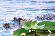 Everglades Holiday Park Airboat Tours & Rides