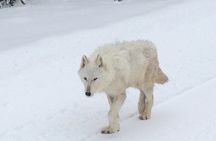 Wildlife & Wolf Private Tour with Lunch