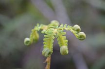 Cruise & Rainforest Walk - Franz Josef Glacier