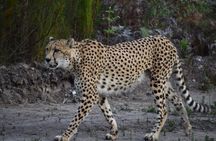 Spectacular Private Garden Route with Convoy Tours! Let's Go!