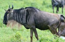 Private 6-Day Great Migration Ndutu Serengeti Safari Tour