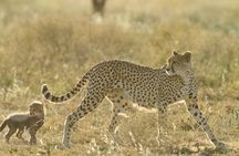 Private 6-Day Great Migration Ndutu Serengeti Safari Tour