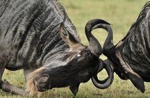 Private 6-Day Great Migration Ndutu Serengeti Safari Tour