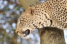 Private 6-Day Great Migration Ndutu Serengeti Safari Tour