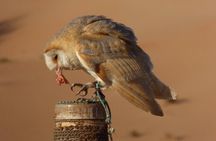 Small-Group Tour: Falcon 2—Dubai Falconry Safari