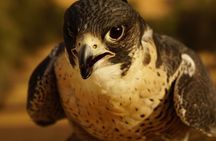 Small-Group Tour: Falcon 2—Dubai Falconry Safari