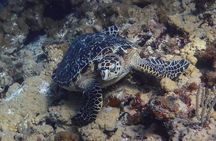 Scuba Diver Certification Course