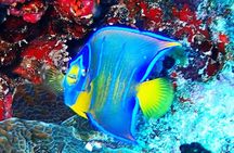 Open Water Certification Course-PADI