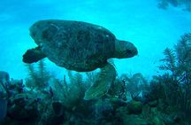 1 Tank Dive for certified divers