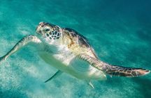 Costa Maya Snorkel Tour