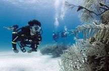 2 Tank Dive (for certified divers)