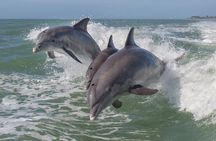 Private Historical Wildlife and Dolphin Cruise South Padre Island