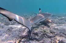 Phi Phi Private Tour from Krabi 