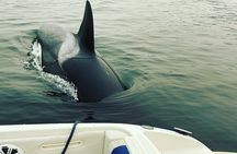 2 Hour Chartered Boat Tour from Deep Cove North Vancouver 