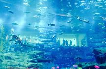 Dubai Aquarium & Underwater Zoo - Basic