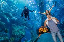 Dubai Aquarium & Underwater Zoo - Basic