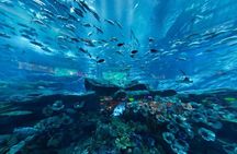 Dubai Aquarium & Underwater Zoo - Basic