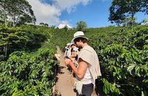 Cocora Valley Tour and Coffee Farms