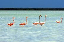 Tour Coloradas and Rio Lagarto