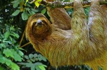5 Days Wildlife Tour in Drake Bay, Sierpe, Corcovado and Osa
