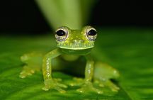 5 Days Wildlife Tour in Drake Bay, Sierpe, Corcovado and Osa