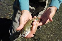 Half day: Initiation in fly fishing in Villa La Angostura