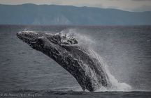 Guided Whale Watching Tour from Long Beach