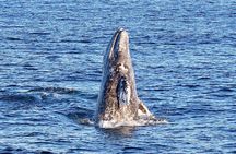Guided Whale Watching Tour from Long Beach