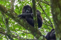 Congo Combo: Thrilling Hanging Bridges and Zipline Adventure