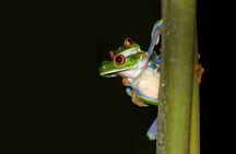 Rainforest Night Walking Tour (Private property)