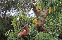 Slothies and Birds Sightseeing 