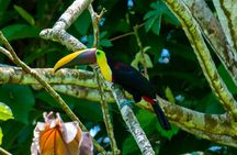 Corcovado and Drake Bay 2-Day Small-Group Safari Guided Tour