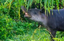 4-Days family tour with visit to Cano island and Corcovado 