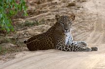 Yala National Park Private Safari