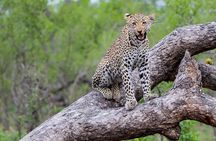 All inclusive BIG 5 Kruger 2 Day Safari from Johannesburg
