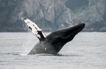 Juneau Wildlife Whale Watching