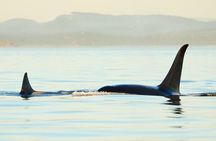 Juneau Wildlife Whale Watching
