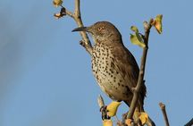 Birding San Jose Estuary Los Cabos Mexico 