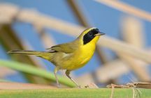 Birding San Jose Estuary Los Cabos Mexico 