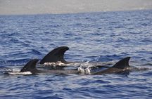 4-Hour Kona Private Charter 