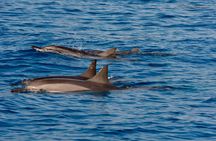 4-Hour Kona Private Charter 