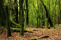 5-Day Private Tour in Meghalaya with Meals and Accommodation