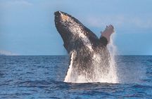 Kona Whale Watch from Honokohau on Sailing Boat 