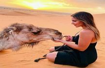 Private 4x4 For Sundowner Desert Safari